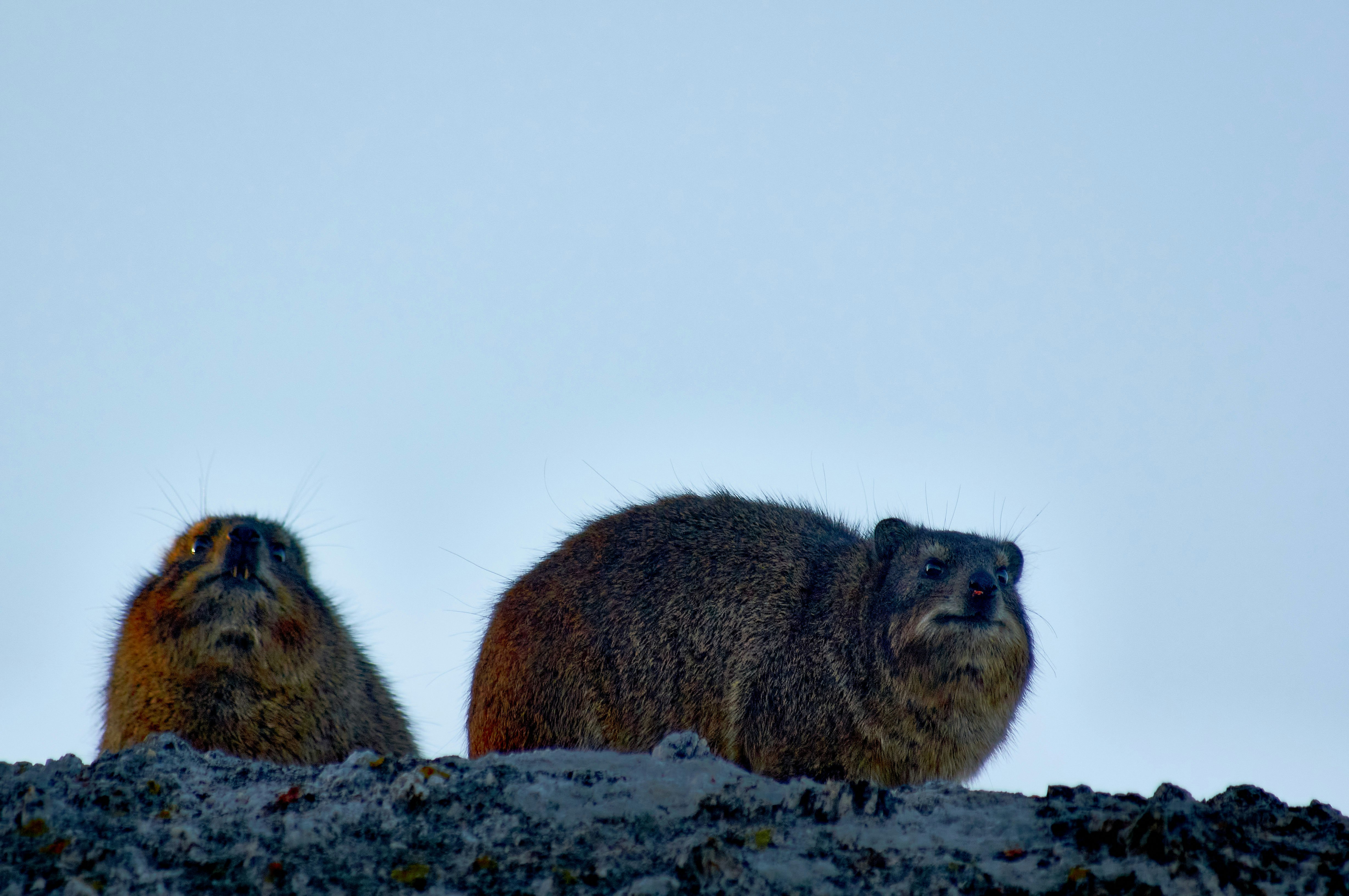 brown rodent on white snow